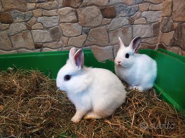 Coppia di coniglietti TESTA DI LEONE