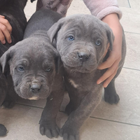 Cuccioli di cane corso