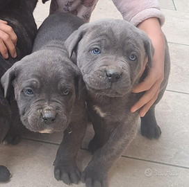 Cuccioli di cane corso