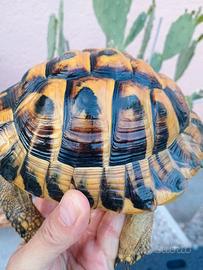 Tartaruga hermanni