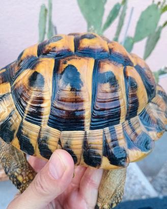 Tartaruga hermanni
