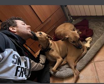 Pet Sitter Marano, Napoli e Provincia