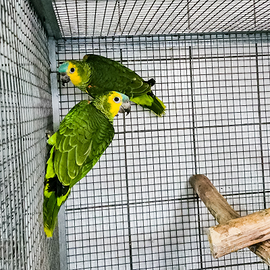 Amazzoni fronte blu anno 2025