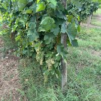 Uva bianca e uva rossa