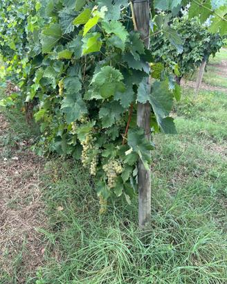 Uva bianca e uva rossa