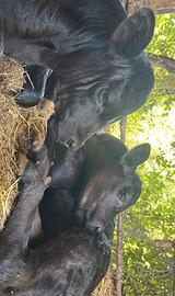 Vitelli black Angus