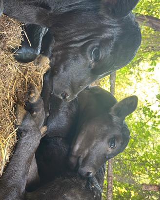 Vitelli black Angus