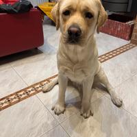 Labrador