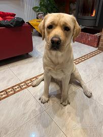 Labrador