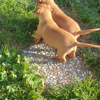 Cirneco dell'Etna puro