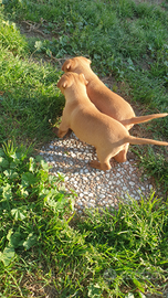 Cirneco dell'Etna puro