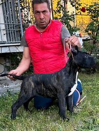 Cane Corso