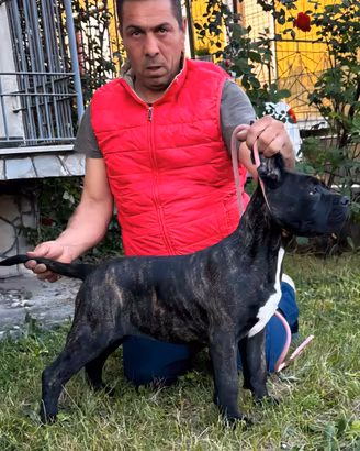Cane Corso