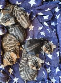 Bengala, cuccioli bengala