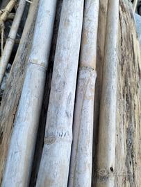 canne bambu per pomodori