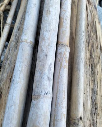 canne bambu per pomodori