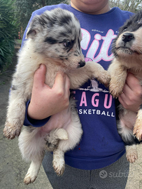 Cucciole di border collie