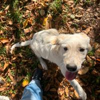 Cuccioli in adozione