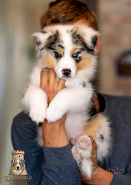 Cuccioli pastore australiano