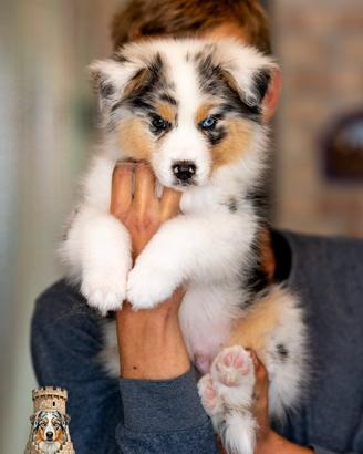 Cuccioli pastore australiano