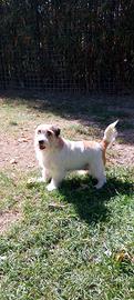 jack Russell 