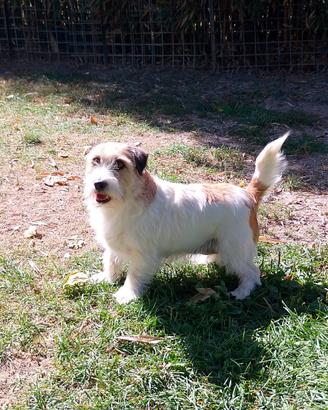 jack Russell 