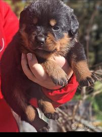 Strepitose cucciole rottweiler