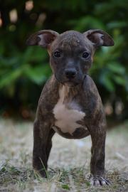 American Pitbull Terrier UKC