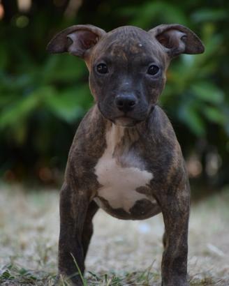 American Pitbull Terrier UKC
