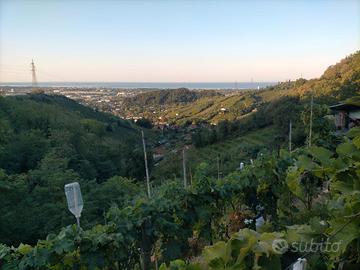 Vigna in Candia San Lorenzo