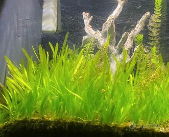 piantine per acquario vallisneria nana