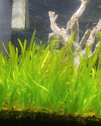 piantine per acquario vallisneria nana