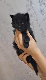 Cuccioli Maine Coon con Pedigree