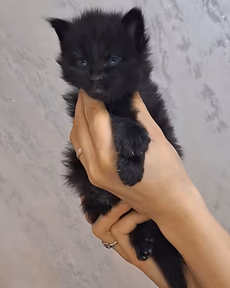 Cuccioli Maine Coon con Pedigree