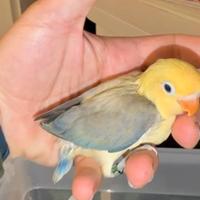 Fischer femmina allevata a mano- pappagalli