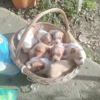 Cuccioli Breton maschi e femmine disponibili