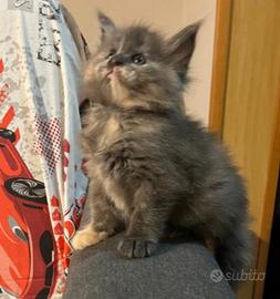 Cucciola di Maine Coon