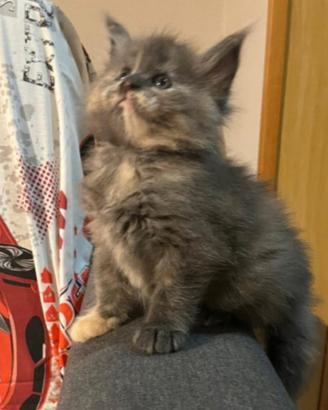Cucciola di Maine Coon