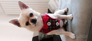 Accoppiamento chiuhaha