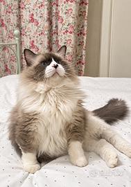 Gatto Ragdoll