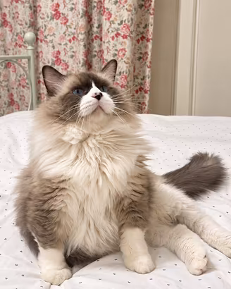 Gatto Ragdoll