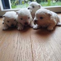 West highland White terrier con pedigree ENCI