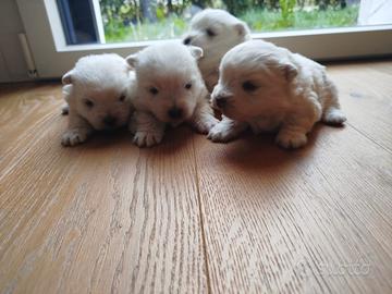 West highland White terrier con pedigree ENCI