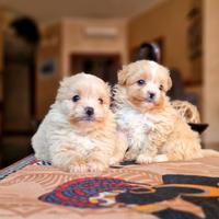 Maltipoo piccolissimi maschi