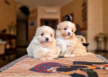 Maltipoo piccolissimi maschi