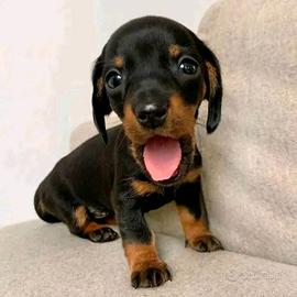Bassotto kaninchen t