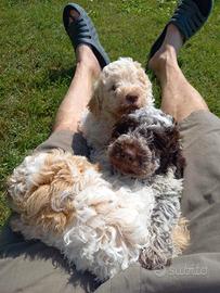 Cuccioli di Lagotto Romagnolo