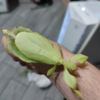 Uova Phyllium Philippinicum insetti foglia