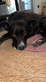 Cagnolino vuole una casa