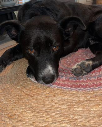 Cagnolino vuole una casa